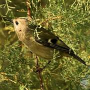 Goldcrest