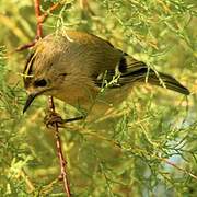 Goldcrest