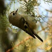 Goldcrest