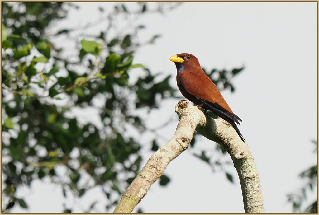 Blue-throated Rolleradult breeding