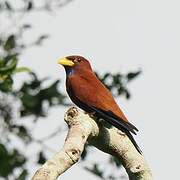 Blue-throated Roller