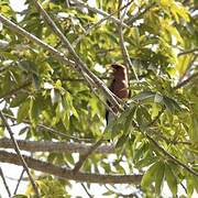 Broad-billed Roller