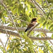 Broad-billed Roller