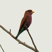 Broad-billed Roller