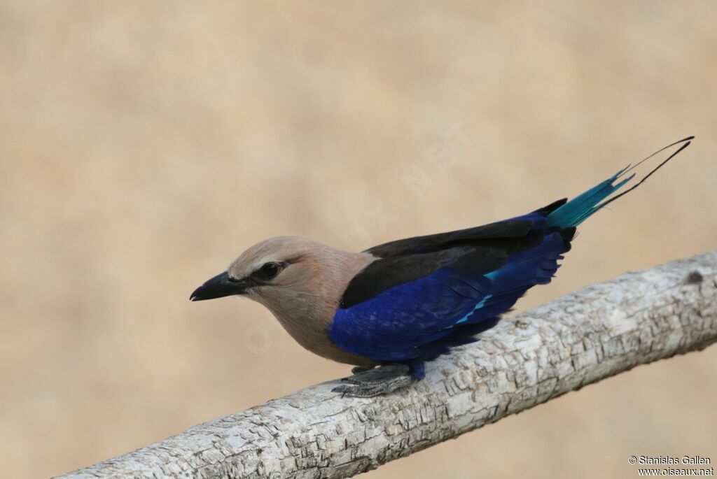 Blue-bellied Roller male adult