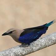 Blue-bellied Roller