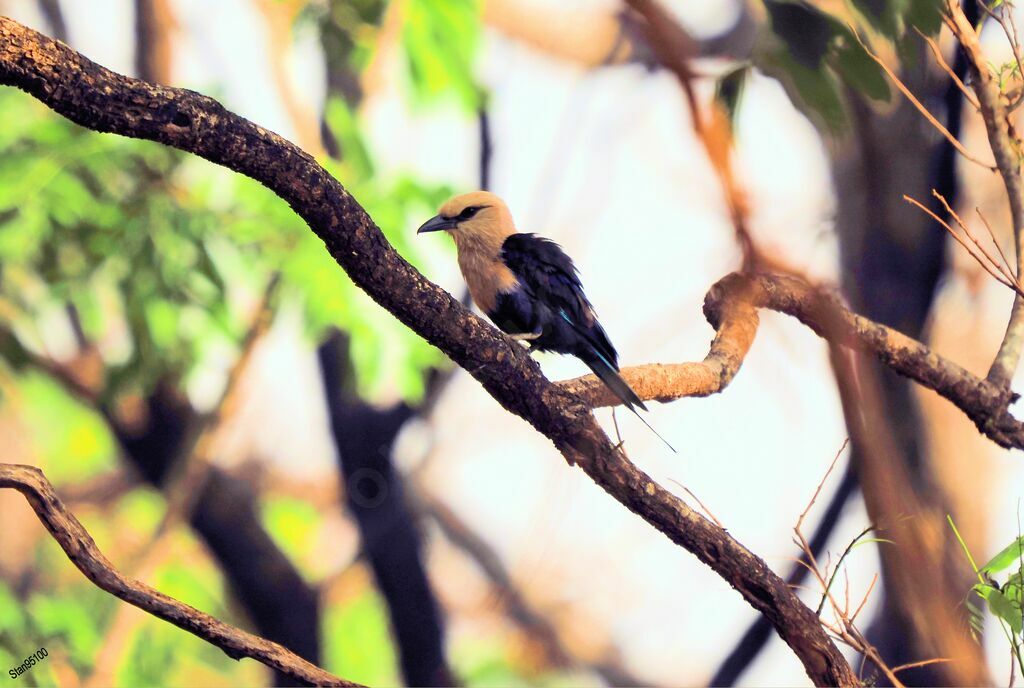 Blue-bellied Roller male adult breeding