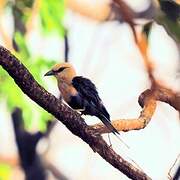 Blue-bellied Roller