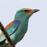 Abyssinian Roller