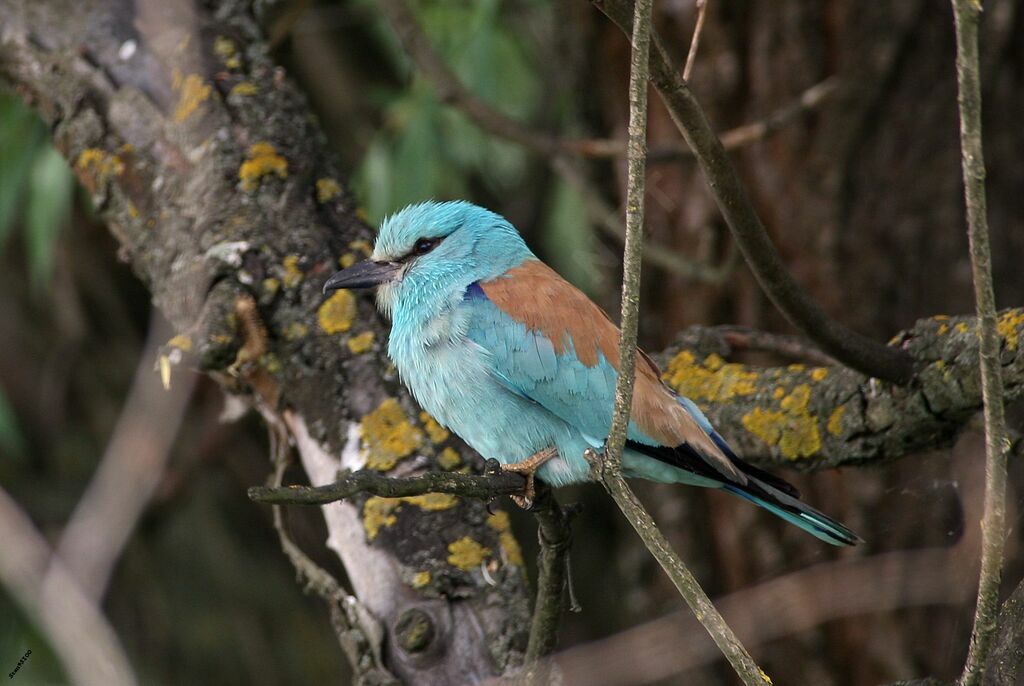 European Rolleradult post breeding