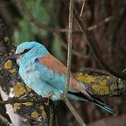 European Roller