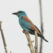 European Roller