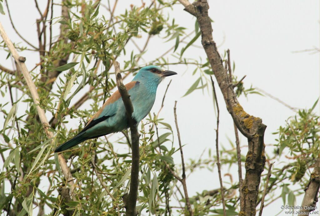 European Rolleradult breeding, close-up portrait