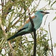 European Roller