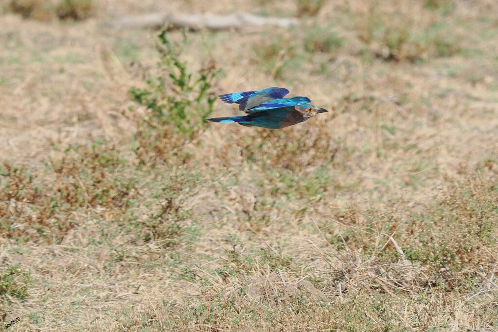 Indian Rolleradult, Flight