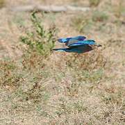 Indian Roller