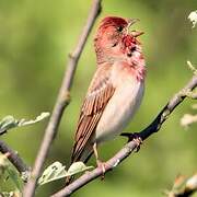 Common Rosefinch