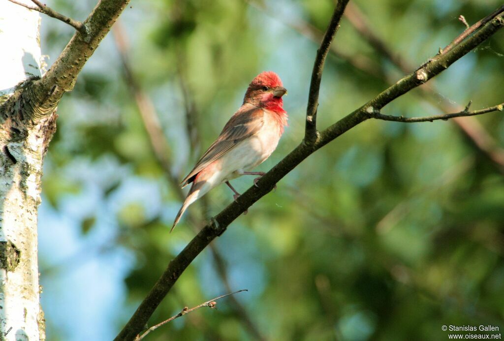 Common Rosefinch male adult breeding