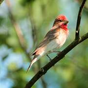 Common Rosefinch