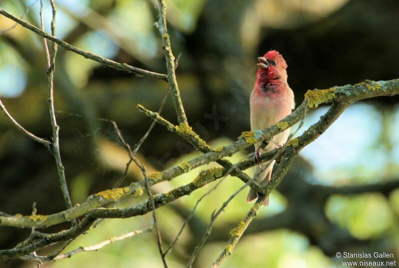 Common Rosefinch male adult, song