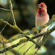 Common Rosefinch