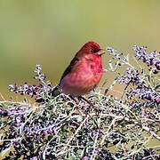 Common Rosefinch