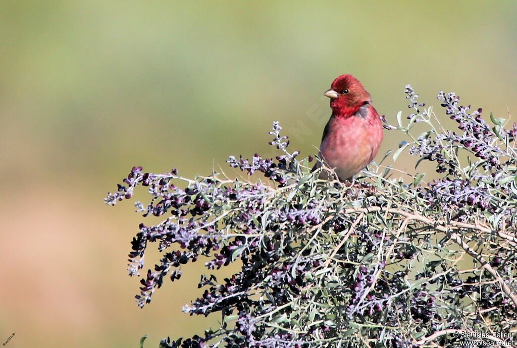 Common Rosefinchadult breeding