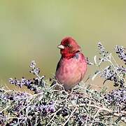 Common Rosefinch