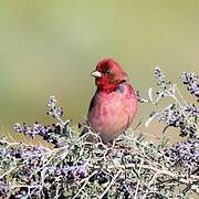 Common Rosefinch