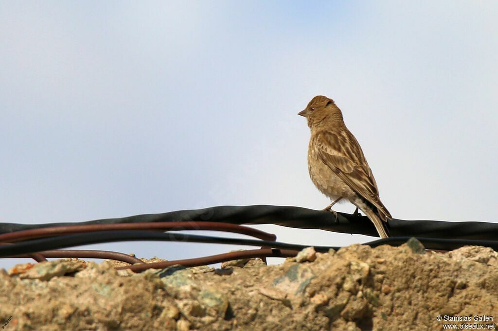 Plain Mountain Finch female adult breeding