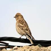 Plain Mountain Finch