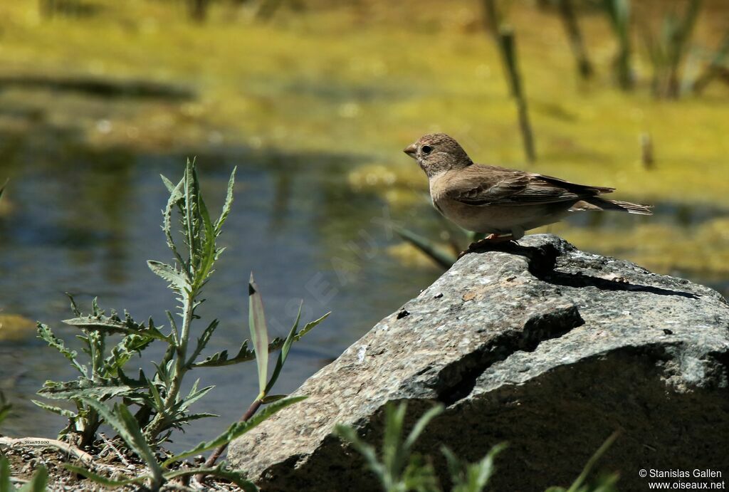 Mongolian Finch female adult