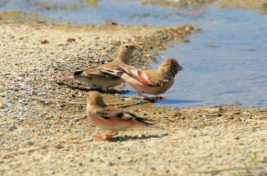 Mongolian Finchadult, drinks