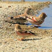 Mongolian Finch