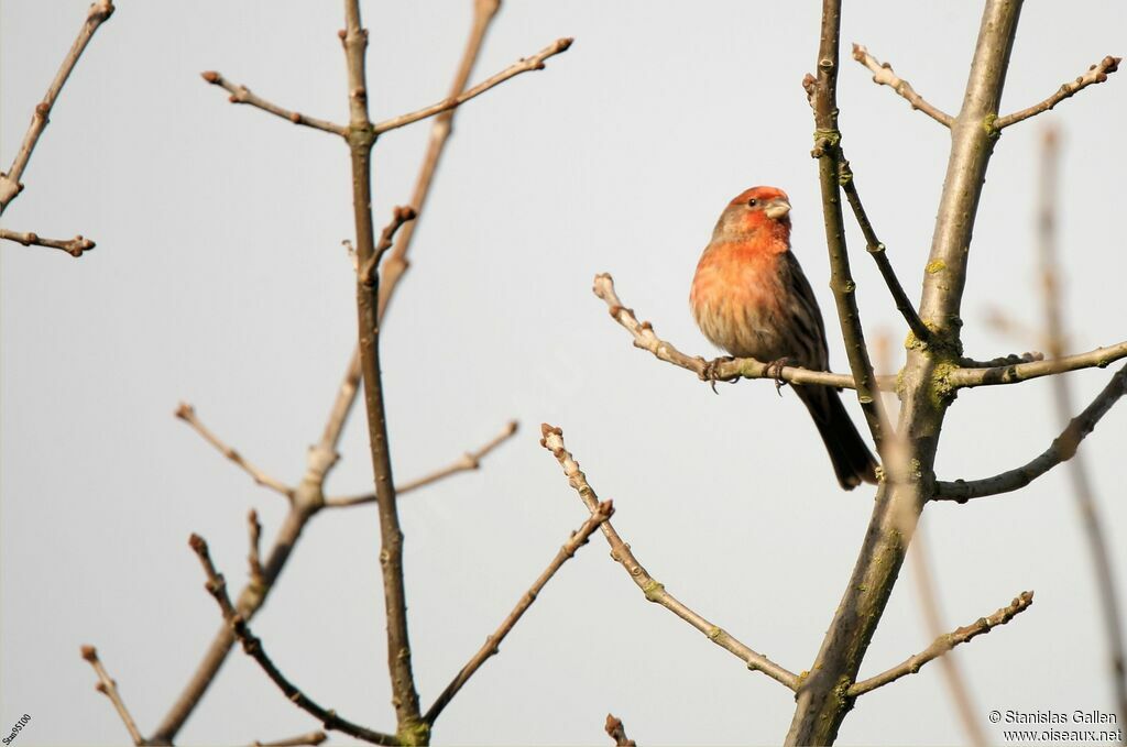 House Finch male adult breeding