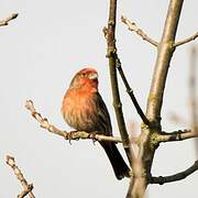 House Finch