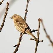 House Finch