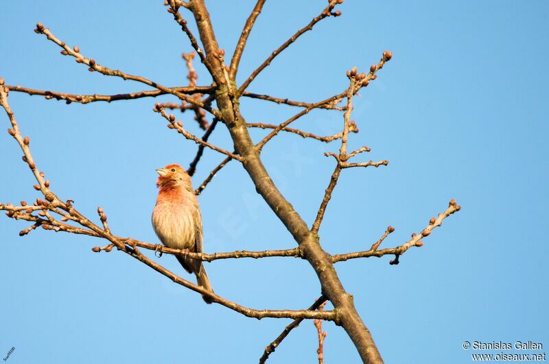 House Finch male adult breeding, song