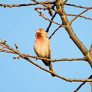 House Finch