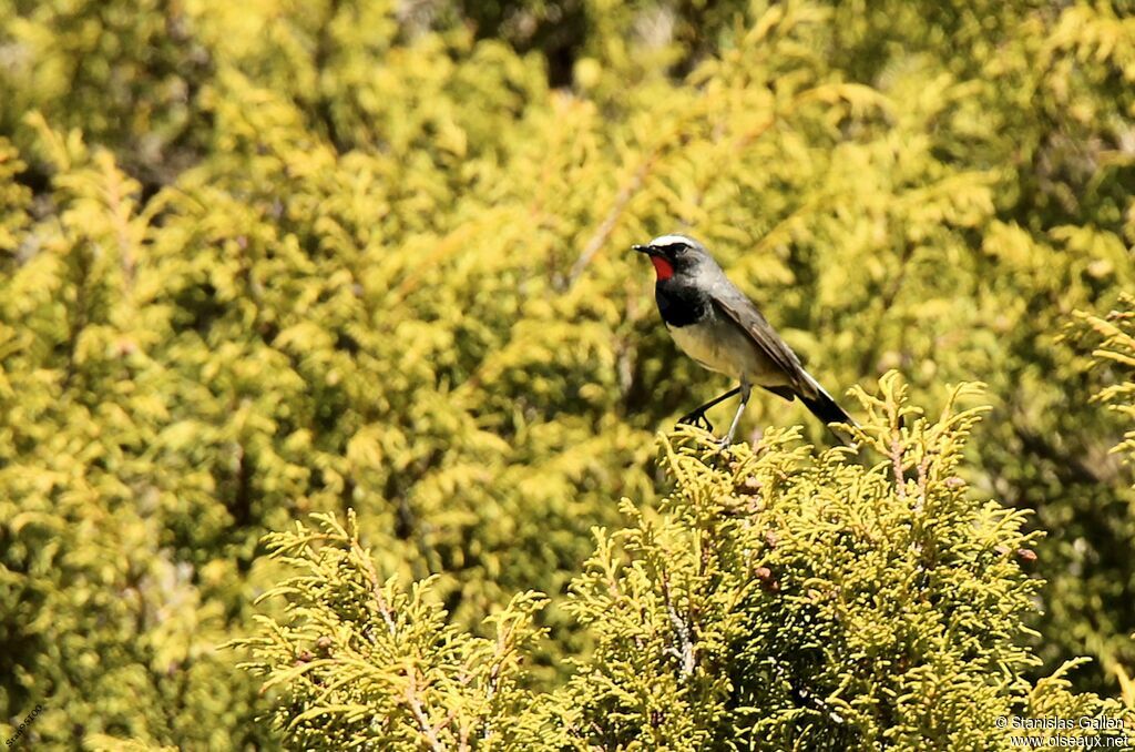 Himalayan Rubythroat male adult breeding, close-up portrait