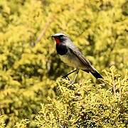 Himalayan Rubythroat