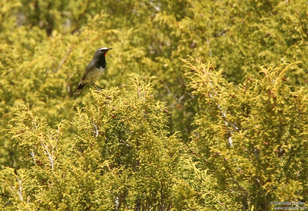 Himalayan Rubythroat