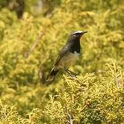 Himalayan Rubythroat