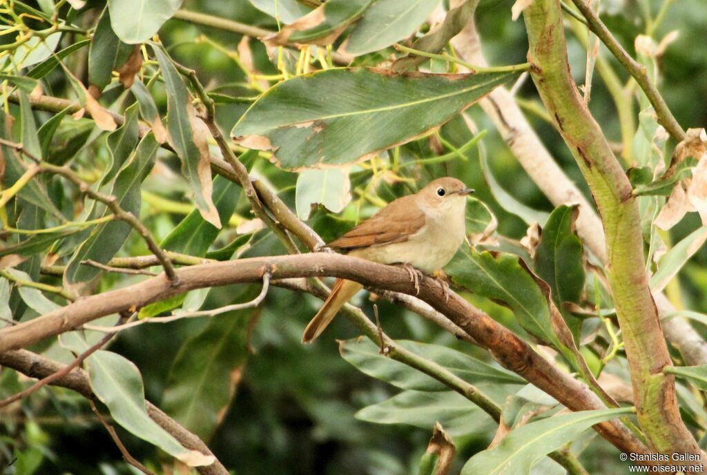 Common Nightingale male adult breeding, Reproduction-nesting