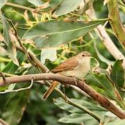 Common Nightingale