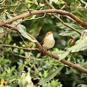 Common Nightingale