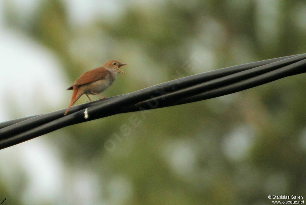 Common Nightingale male adult breeding, Reproduction-nesting