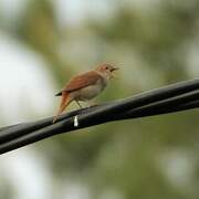 Common Nightingale