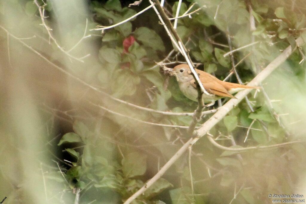 Common Nightingale male adult breeding, Reproduction-nesting