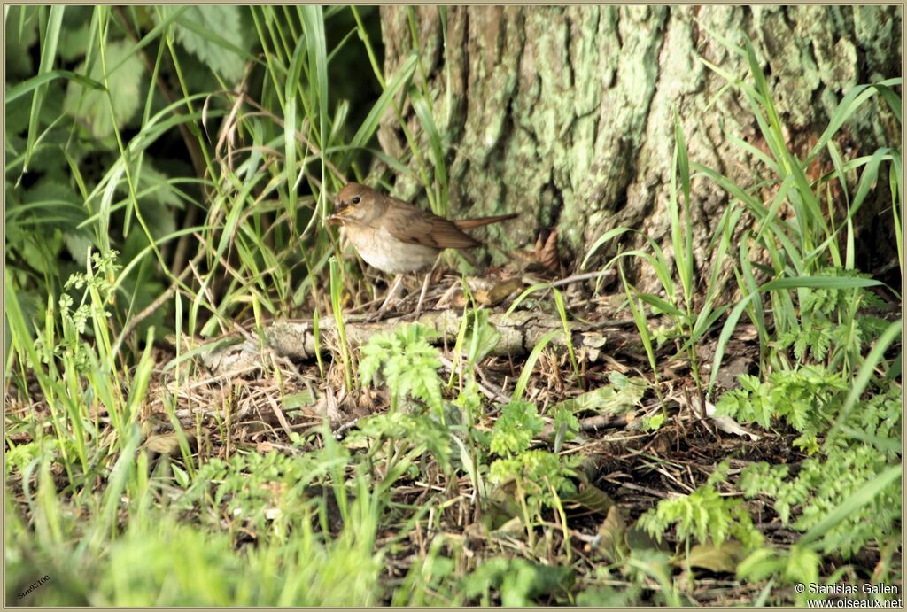 Thrush Nightingaleadult, Reproduction-nesting